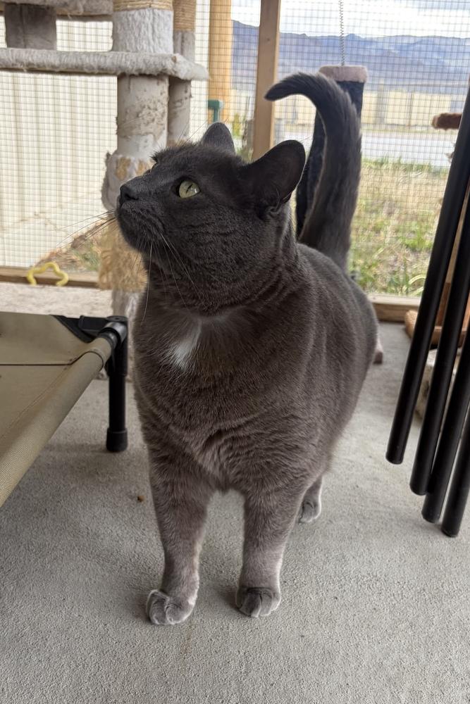 Enlarge Mew, a Adoptable mixed breed in Challis, ID image 3/5