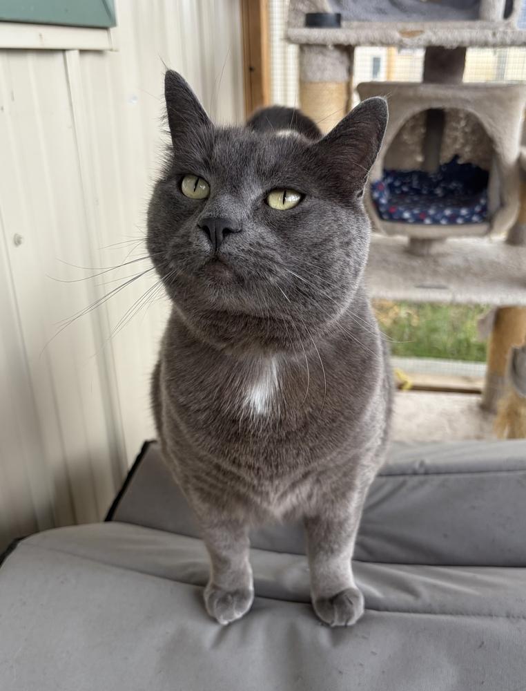 Enlarge Mew, a Adoptable mixed breed in Challis, ID image 5/5