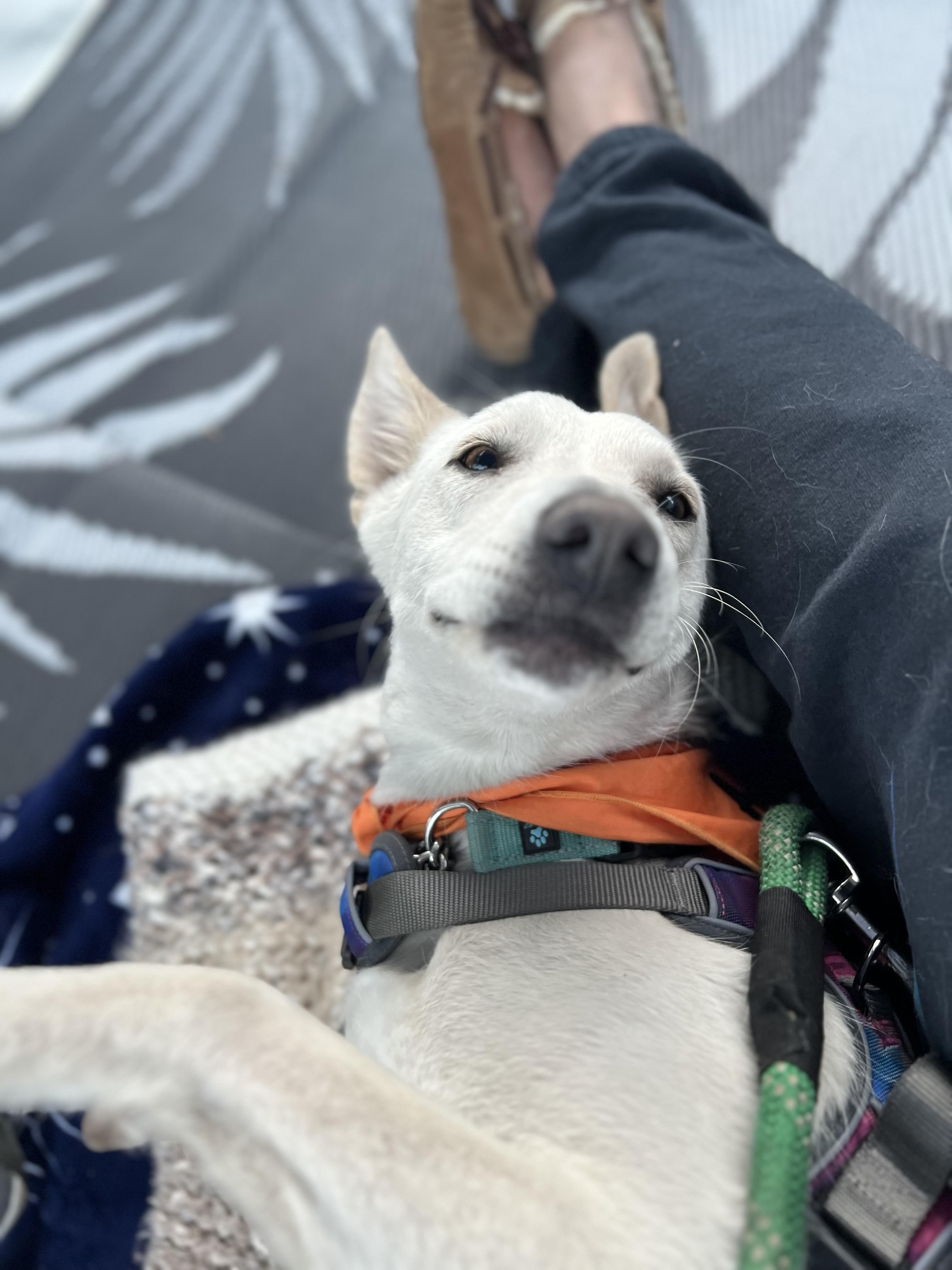 Joy, a Adopted Husky in San Diego, CA image 1/3