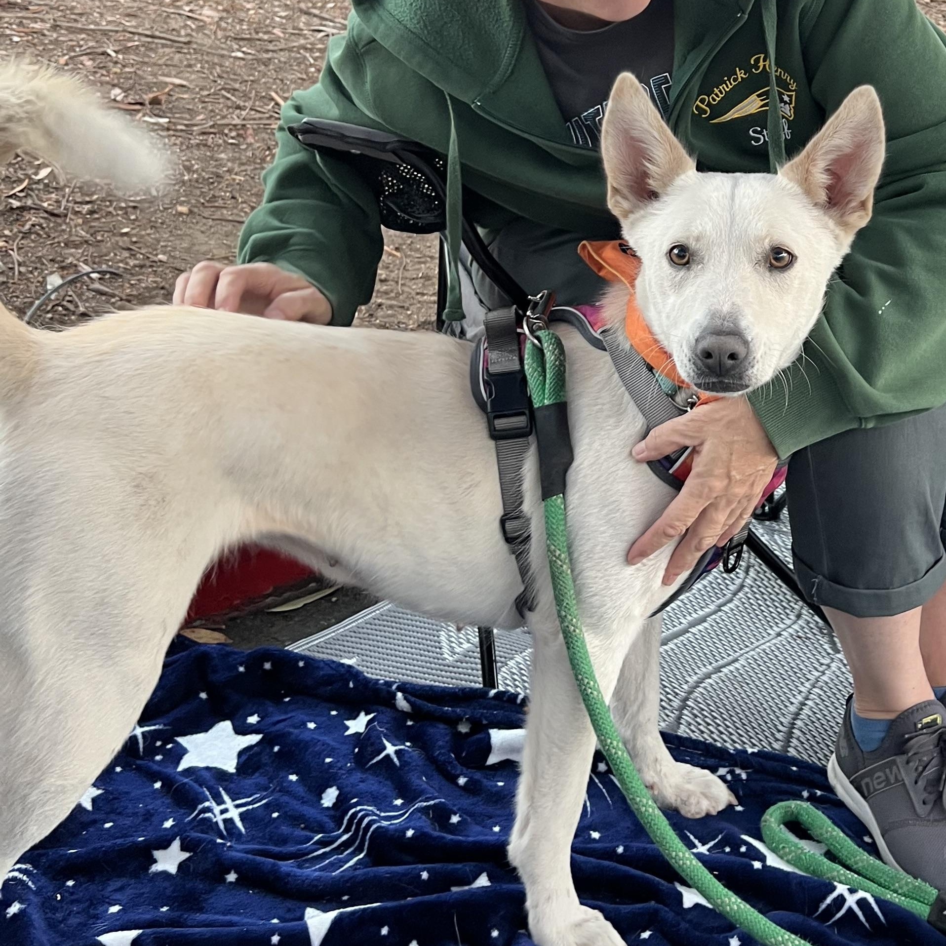 Joy, a Adopted Husky in San Diego, CA image 2/3
