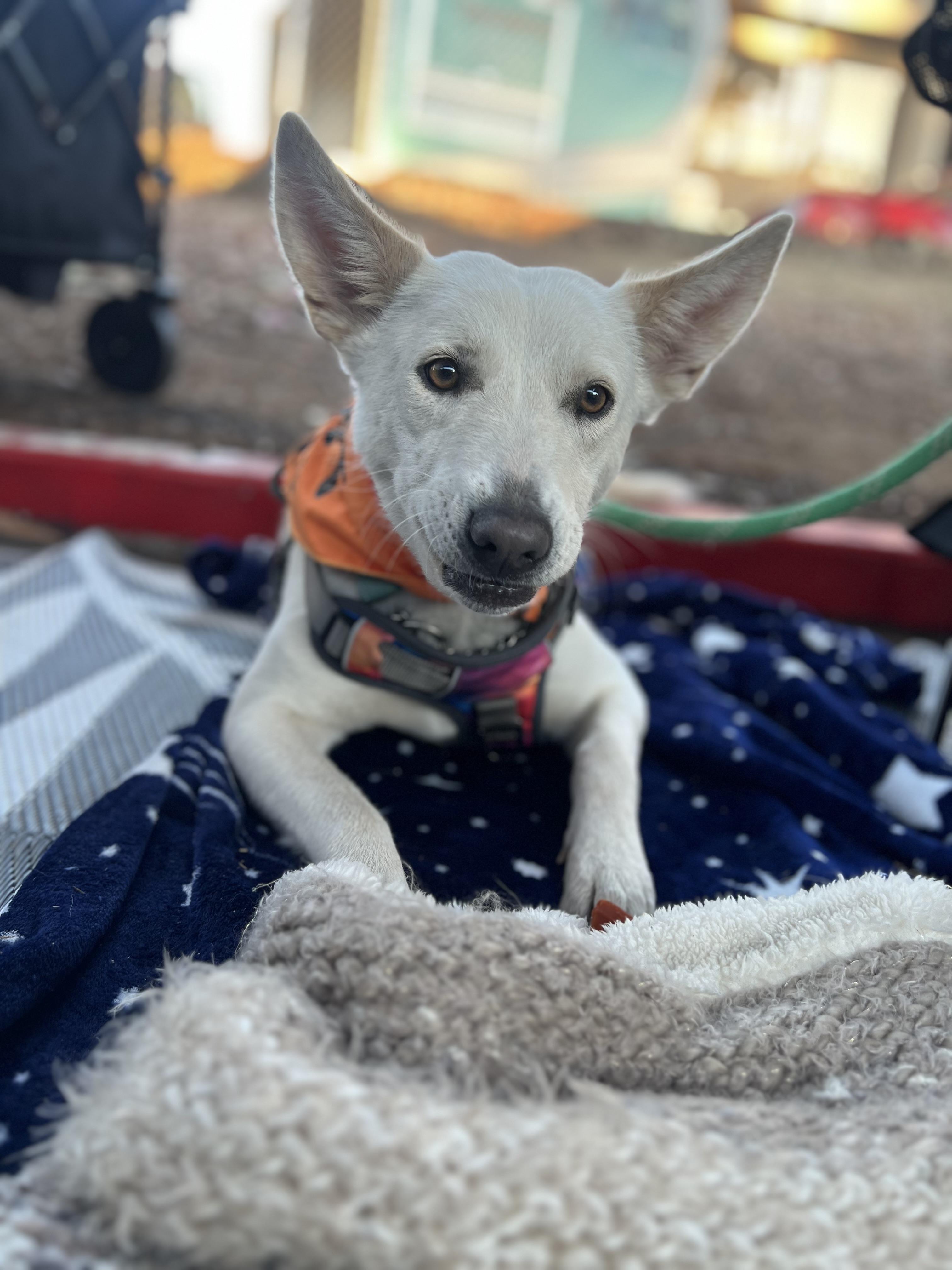 Joy, a Adopted Husky in San Diego, CA image 3/3