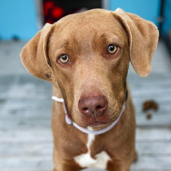 Enlarge Rolo, a Adoptable mixed breed in Bradenton, FL image 1/1