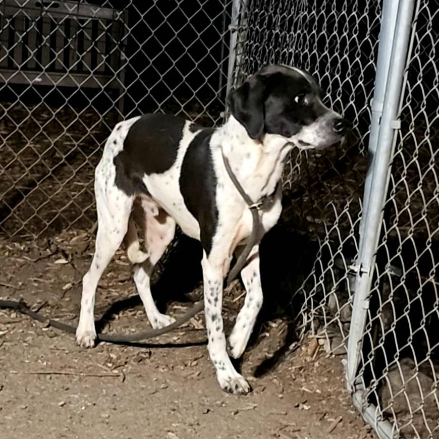 Jax, a ADOPTABLE Brittany Spaniel in Ringwood, NJ image 6/6