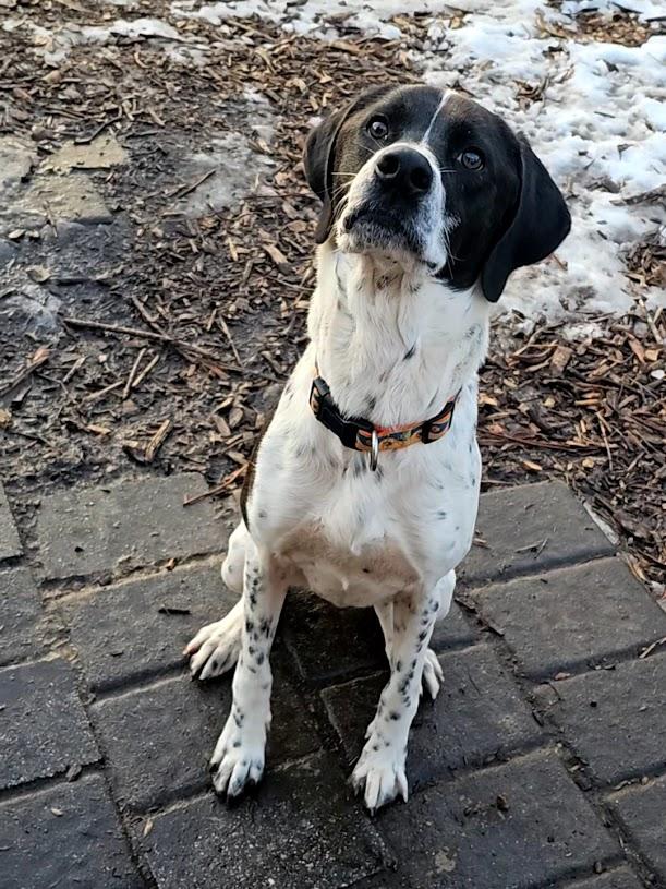 Jax, a ADOPTABLE Brittany Spaniel in Ringwood, NJ image 3/6