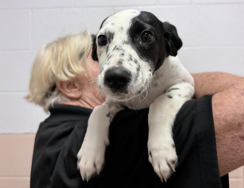 Liberty, an adopted mixed breed in Columbus, IN image 2/2