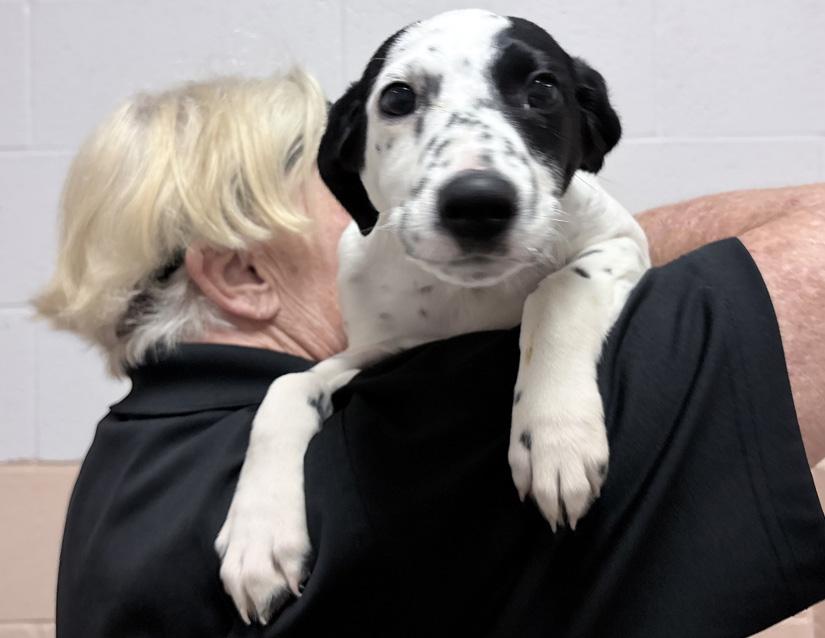 Liberty, adopted, Puppy Female Pointer.