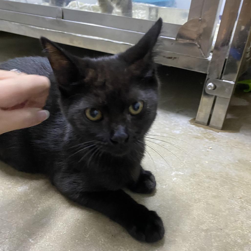 Enlarge Kyle, a Adoptable Domestic Medium Hair in Franklin, NC image 1/1