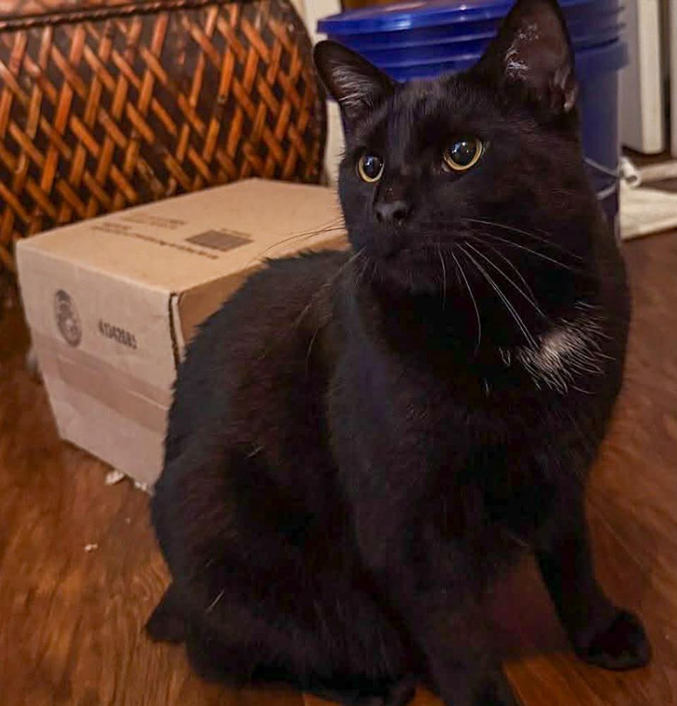 Phantom, Adoptable, Adult Male Domestic Short Hair.