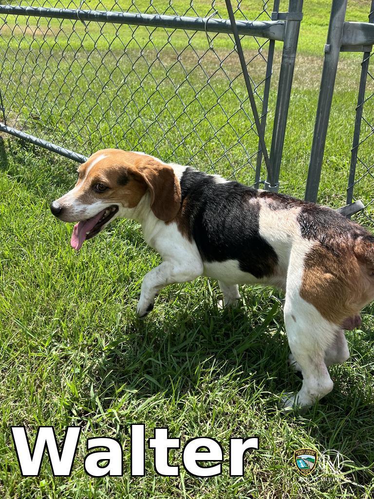 Walter, Adoptable, Adult Male Beagle.