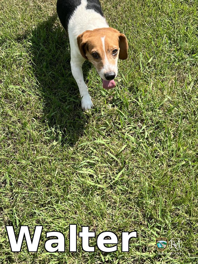 Walter, a Adoptable Beagle in Rocky Mount, NC image 2/3