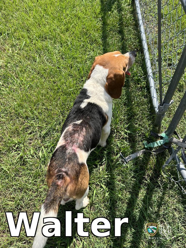 Walter, a Adoptable Beagle in Rocky Mount, NC image 3/3