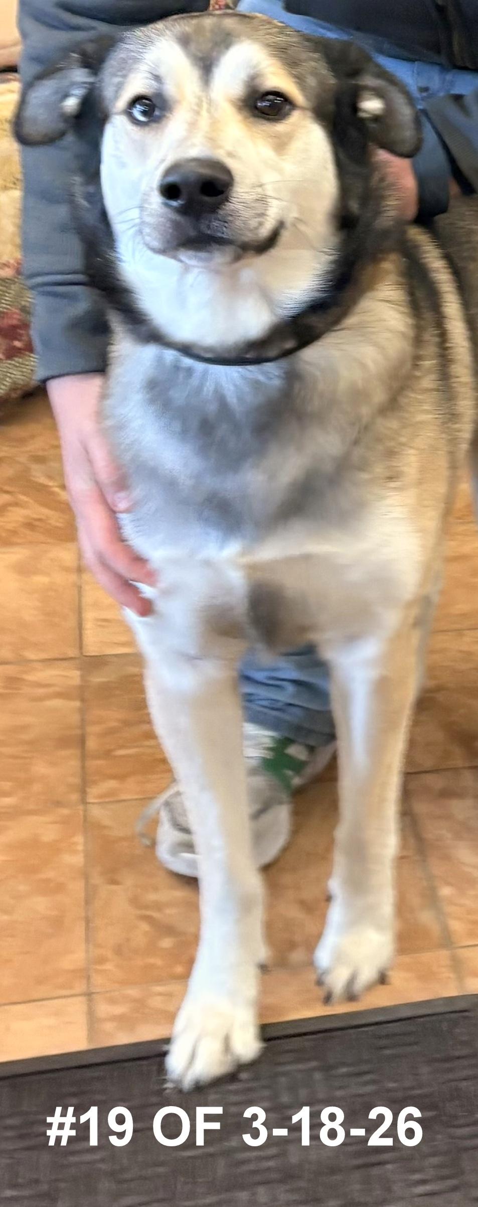Mingi #19 of 3-18-26, ADOPTABLE, Young Male Shepherd & Husky.