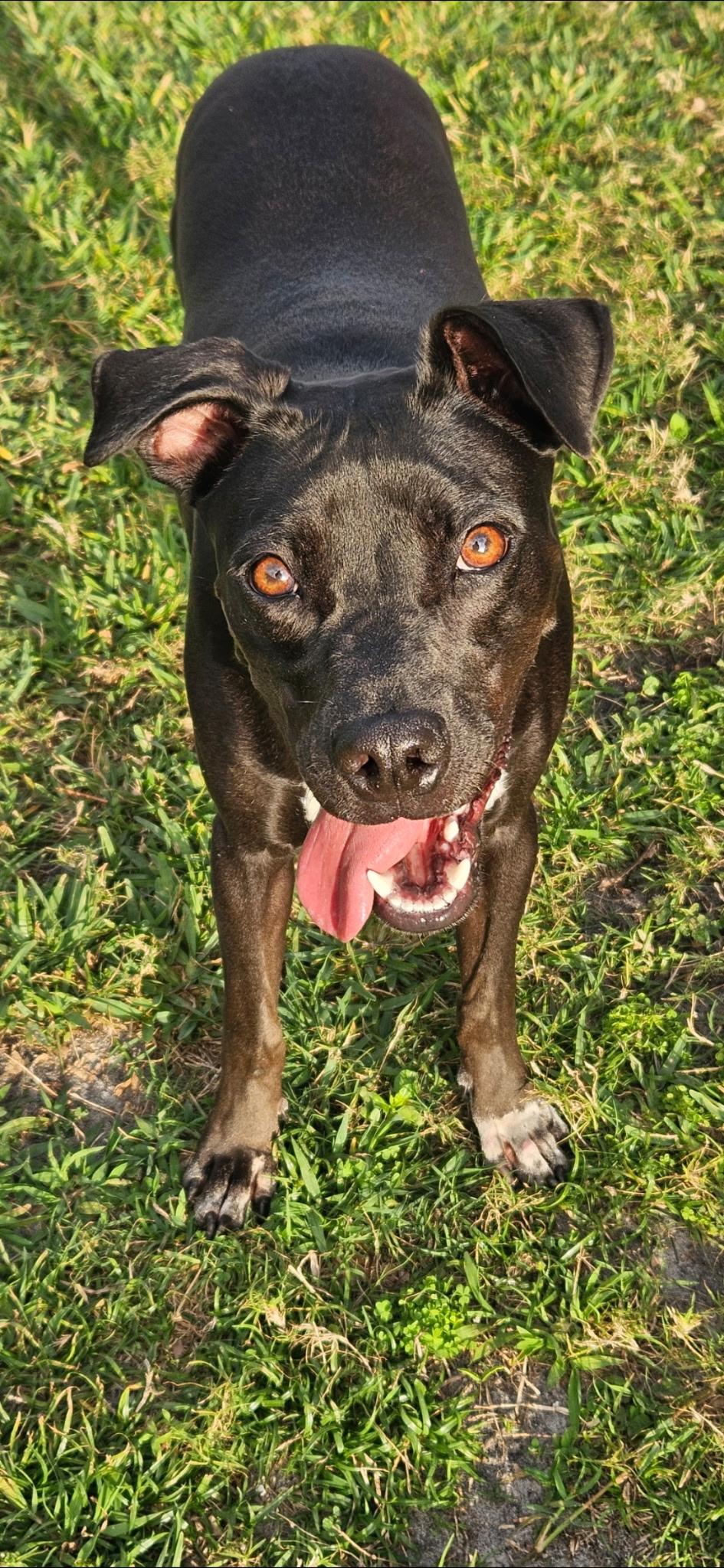 Enlarge Killua, a Adoptable mixed breed in Port Saint Lucie, FL image 2/2