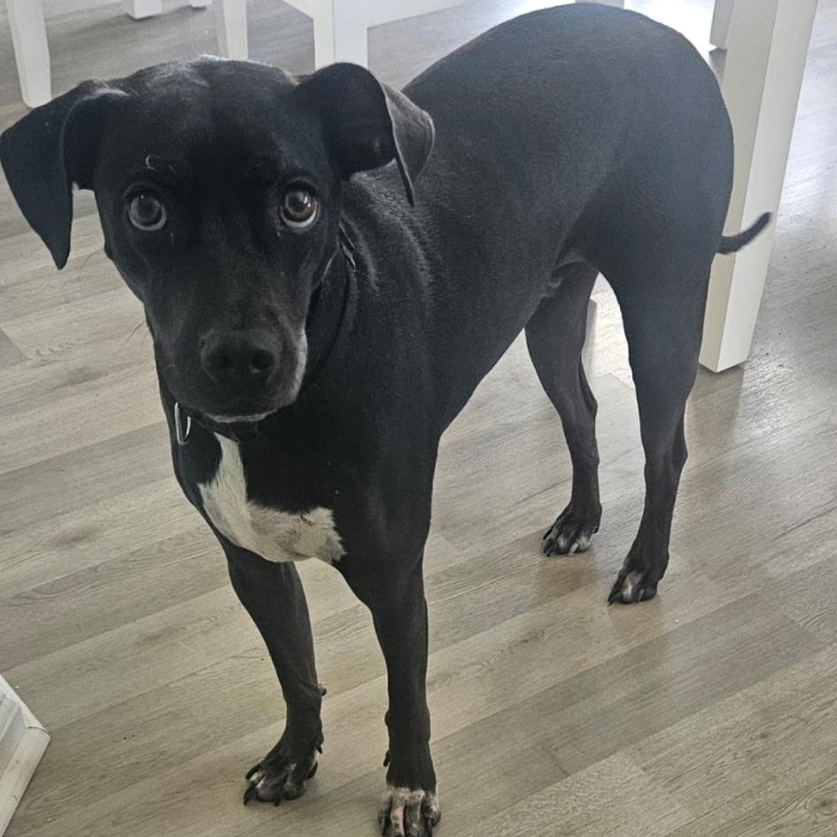 Killua, Adoptable, Young Male Labrador Retriever.
