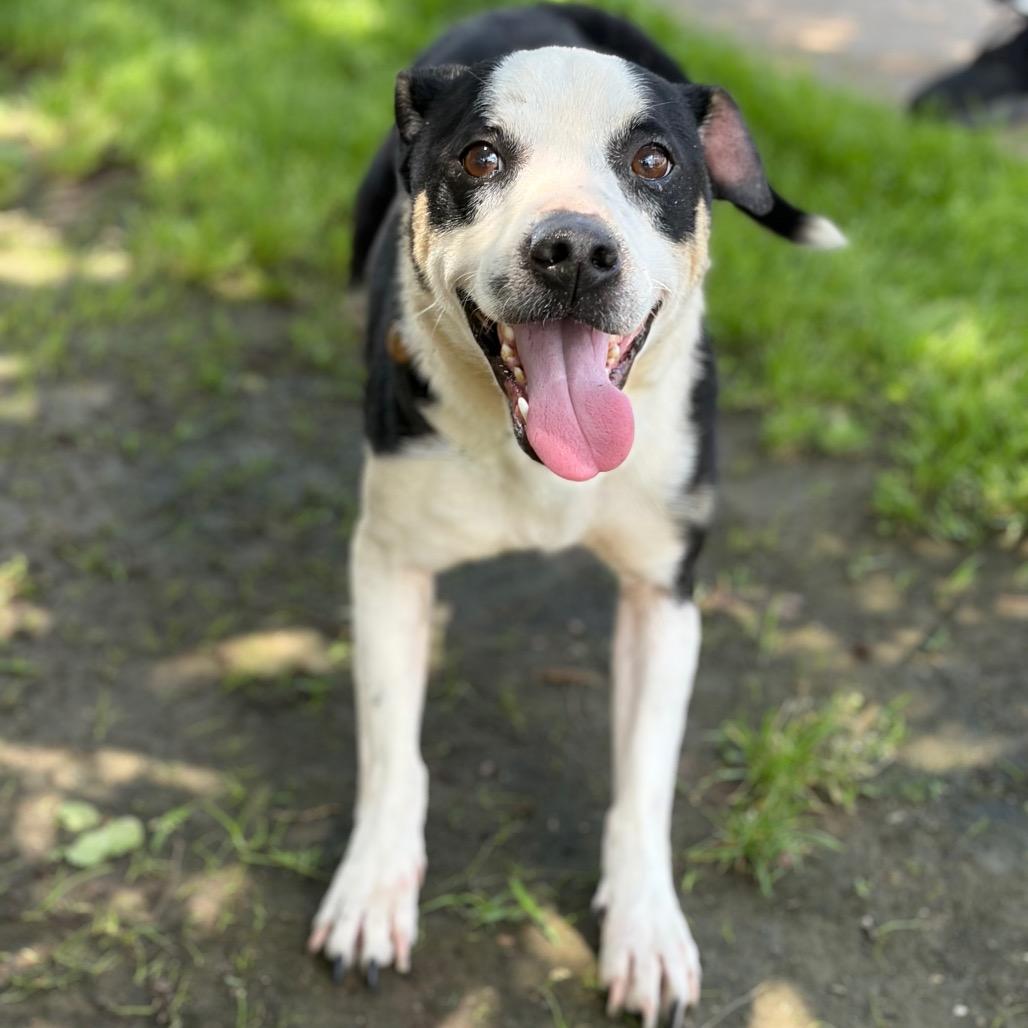 Enlarge Rex 26-05-019, a Adoptable Mixed Breed in Bastrop, TX image 1/6