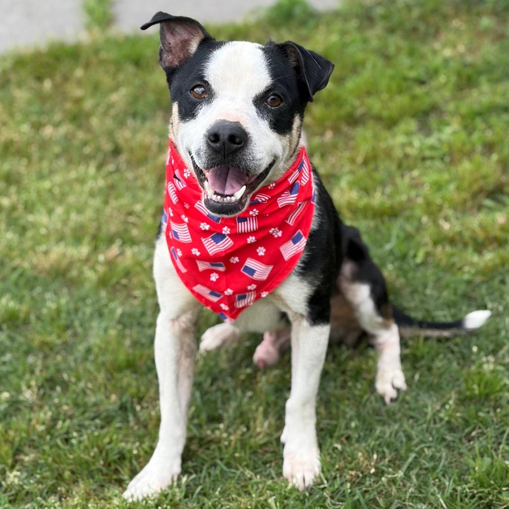 Enlarge Rex 26-05-019, a Adoptable Mixed Breed in Bastrop, TX image 2/6