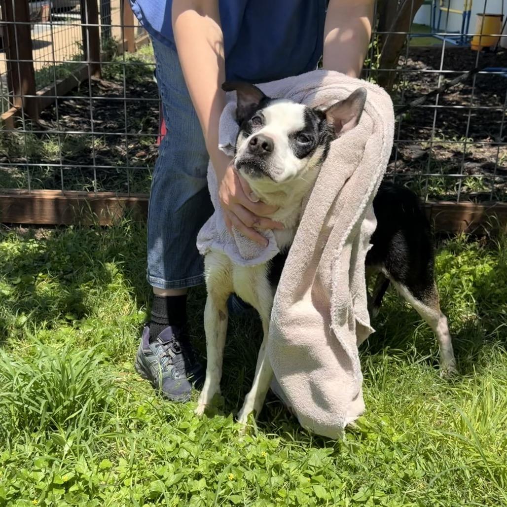Enlarge Rex 26-05-019, a Adoptable Mixed Breed in Bastrop, TX image 4/6