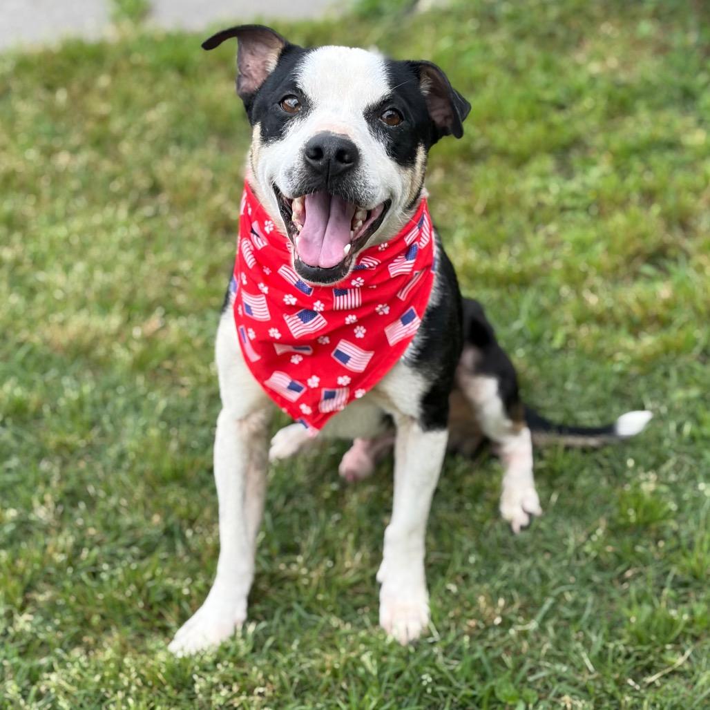 Enlarge Rex 26-05-019, a Adoptable Mixed Breed in Bastrop, TX image 5/6