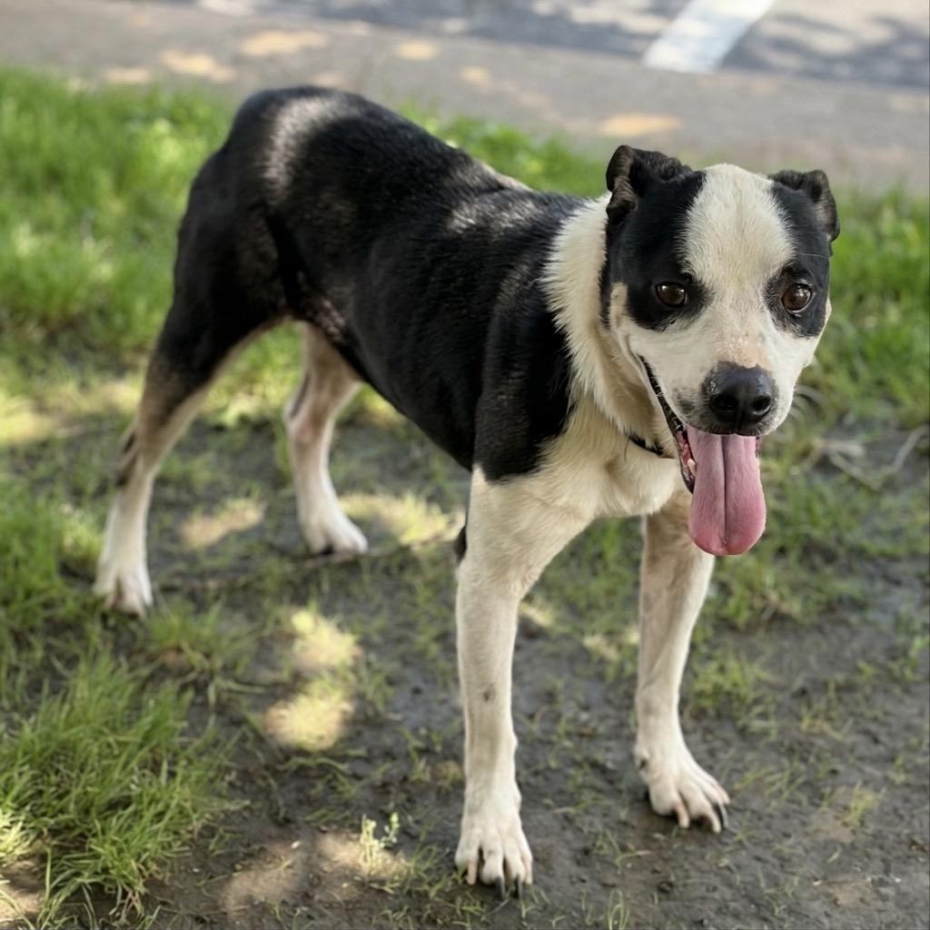 Enlarge Rex 26-05-019, a Adoptable Mixed Breed in Bastrop, TX image 6/6