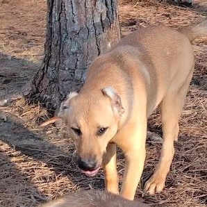 Enlarge Scamp, a ADOPTABLE mixed breed in Carson, MS image 1/1