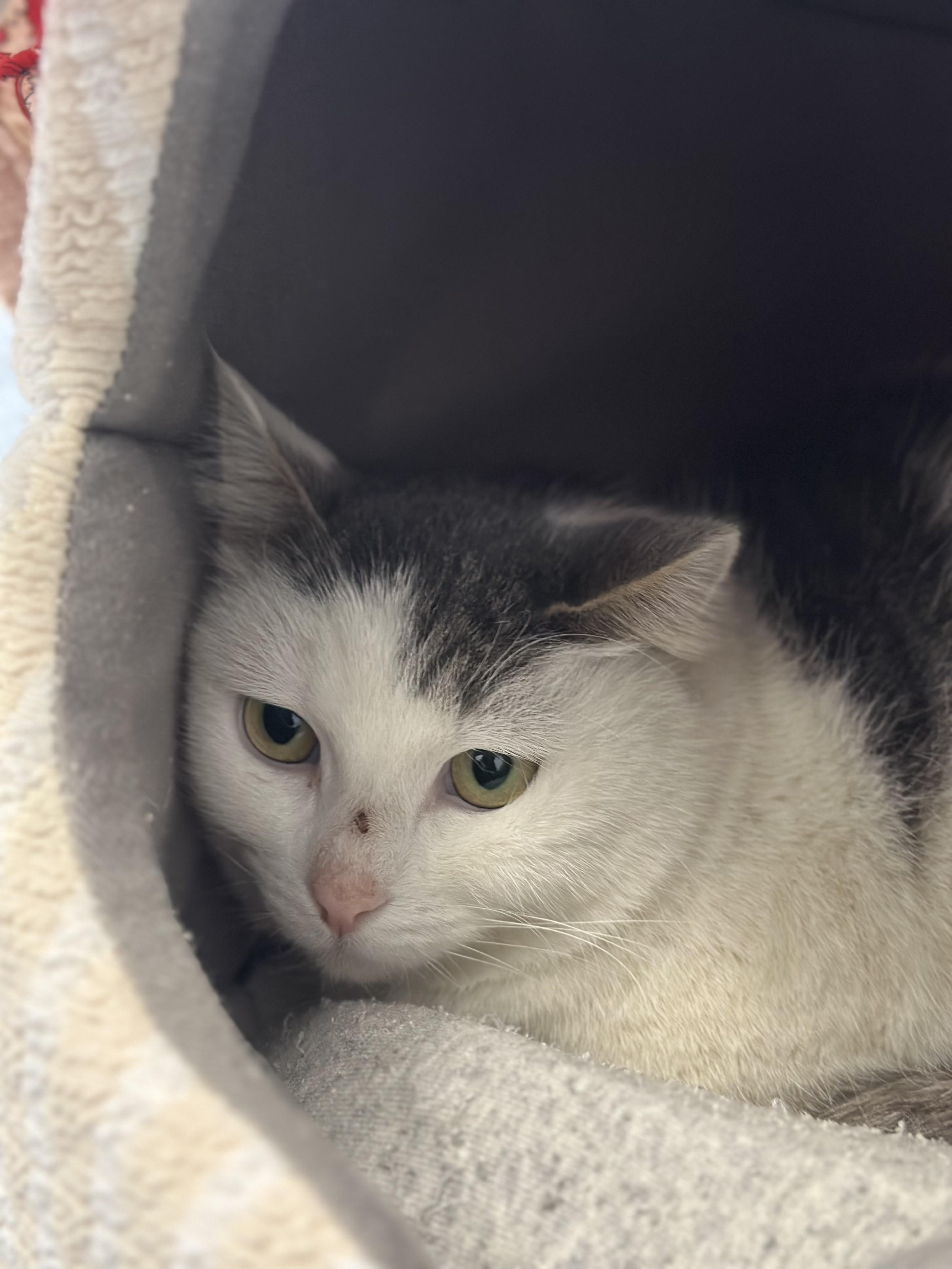 Enlarge Clawdia, an adopted Domestic Short Hair in Stafford, VA image 1/1