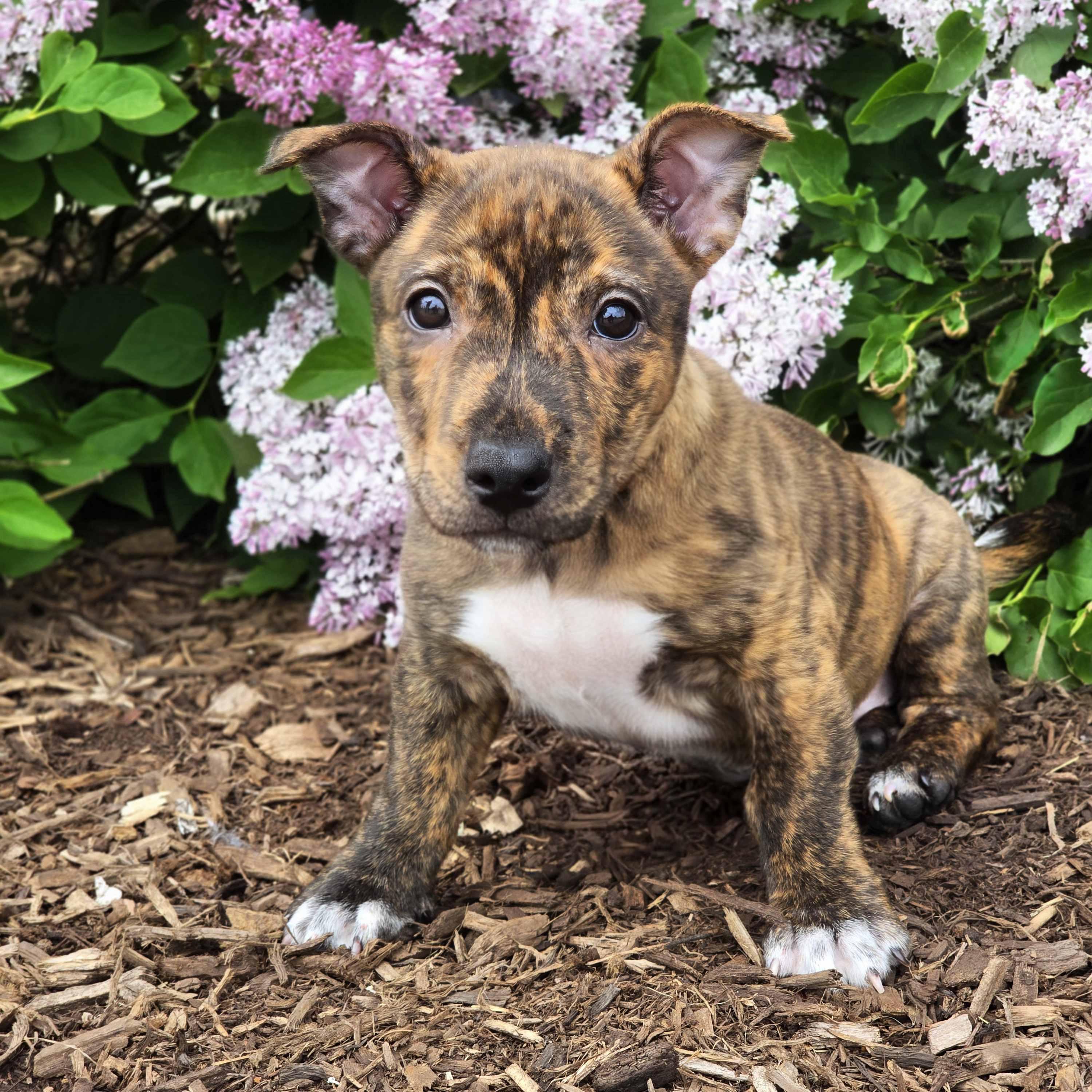 Gwen, a ADOPTABLE mixed breed in Itasca, IL image 5/6