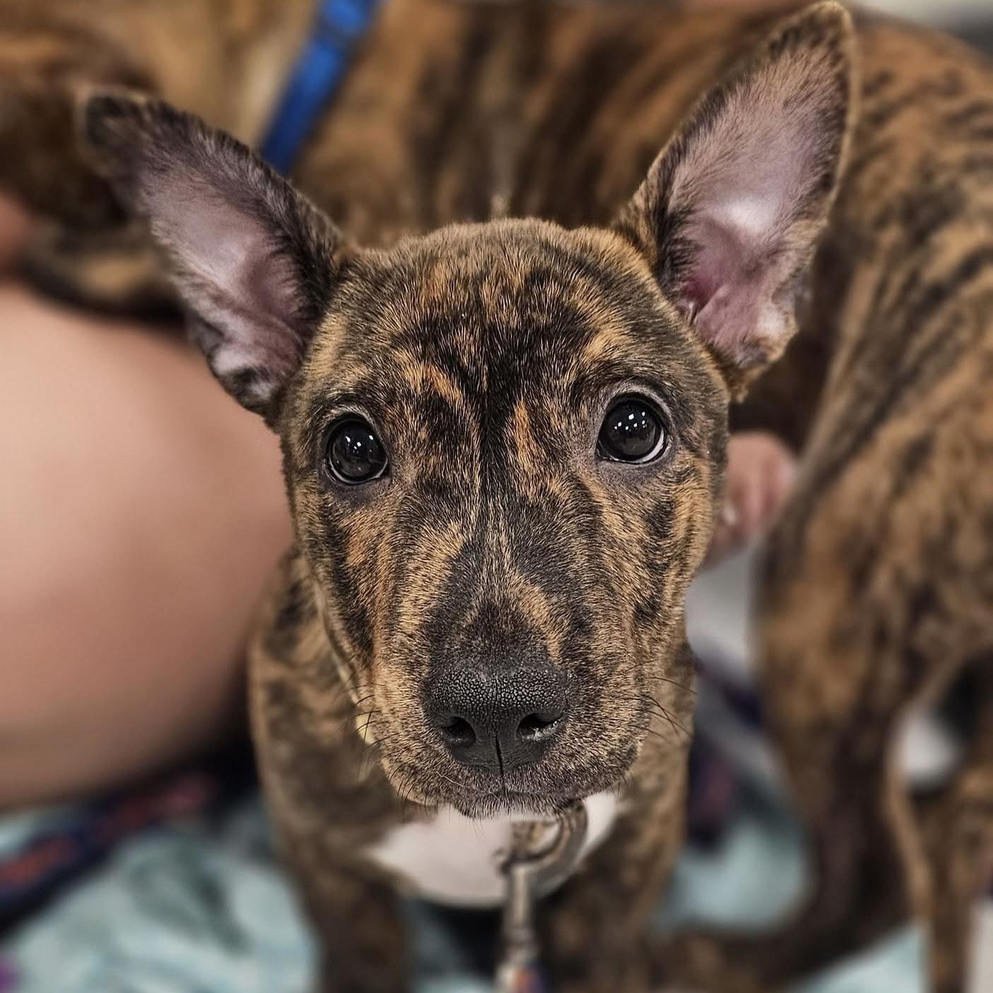 Gwen, a ADOPTABLE mixed breed in Itasca, IL image 1/6