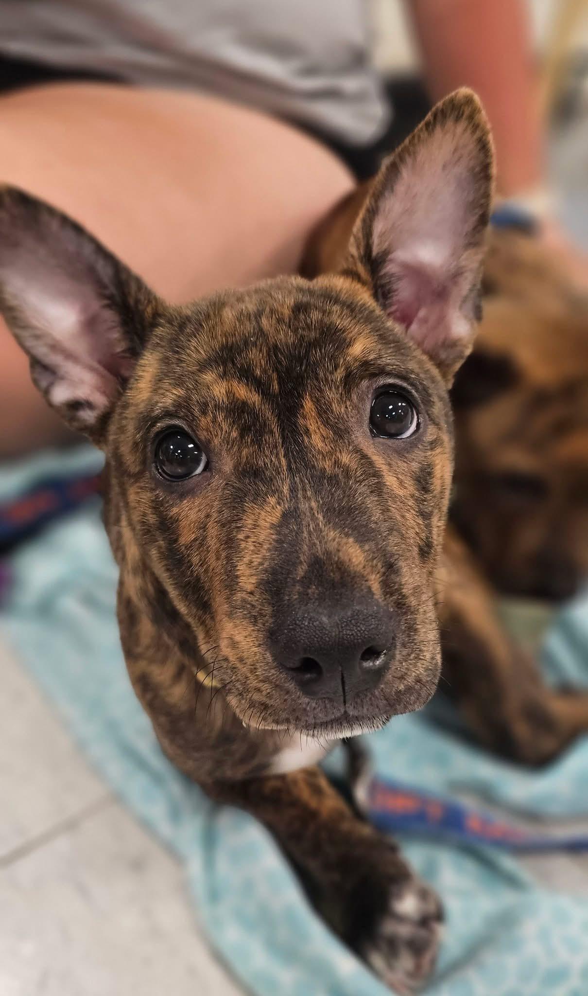 Gwen, a ADOPTABLE mixed breed in Itasca, IL image 2/6