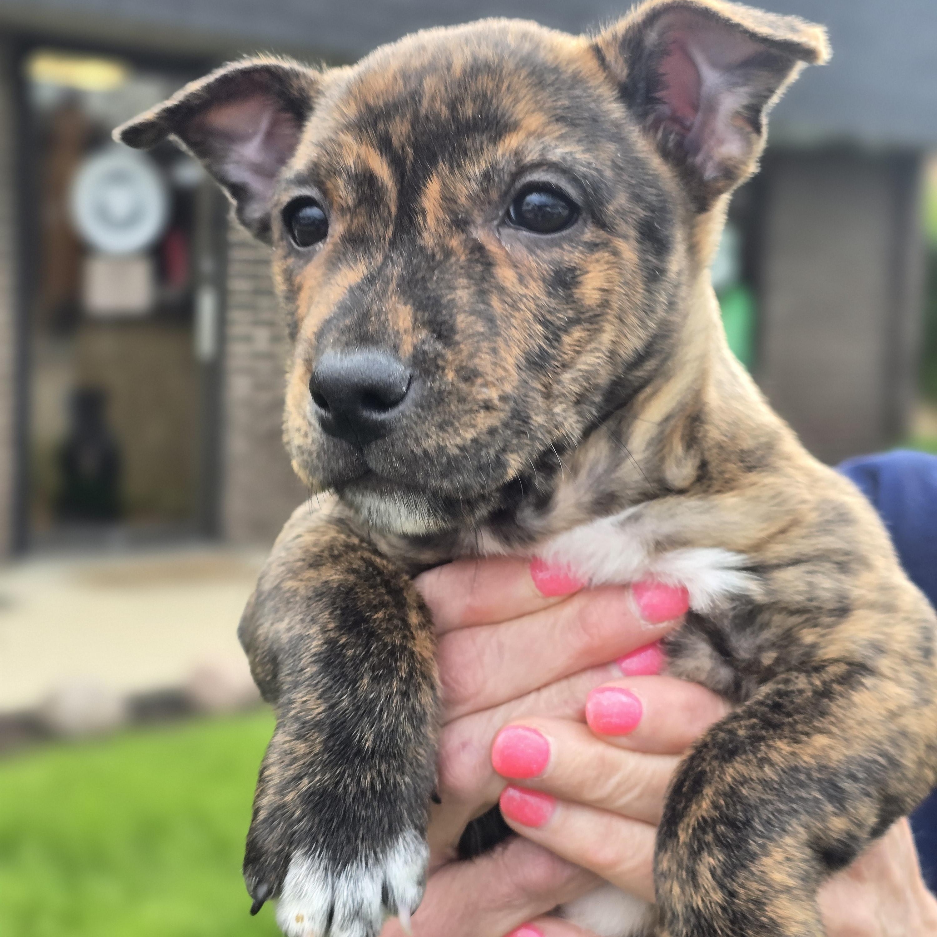 Gwen, a ADOPTABLE mixed breed in Itasca, IL image 3/6