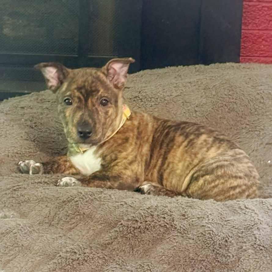 Gwen, a ADOPTABLE mixed breed in Itasca, IL image 4/6