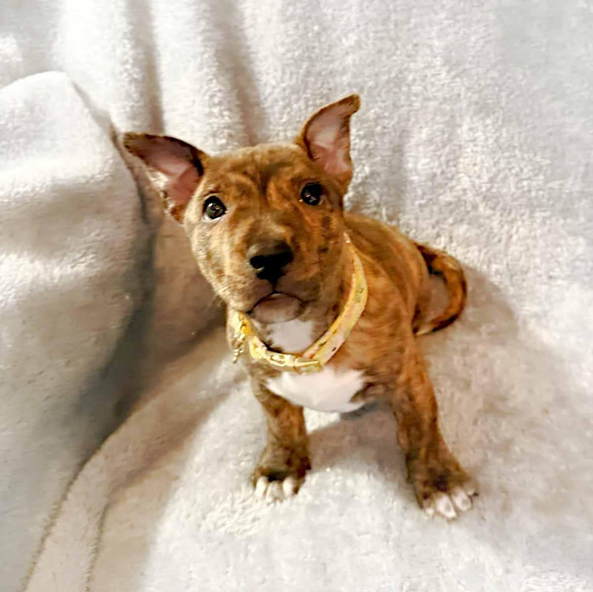 Gwen, a ADOPTABLE mixed breed in Itasca, IL image 6/6