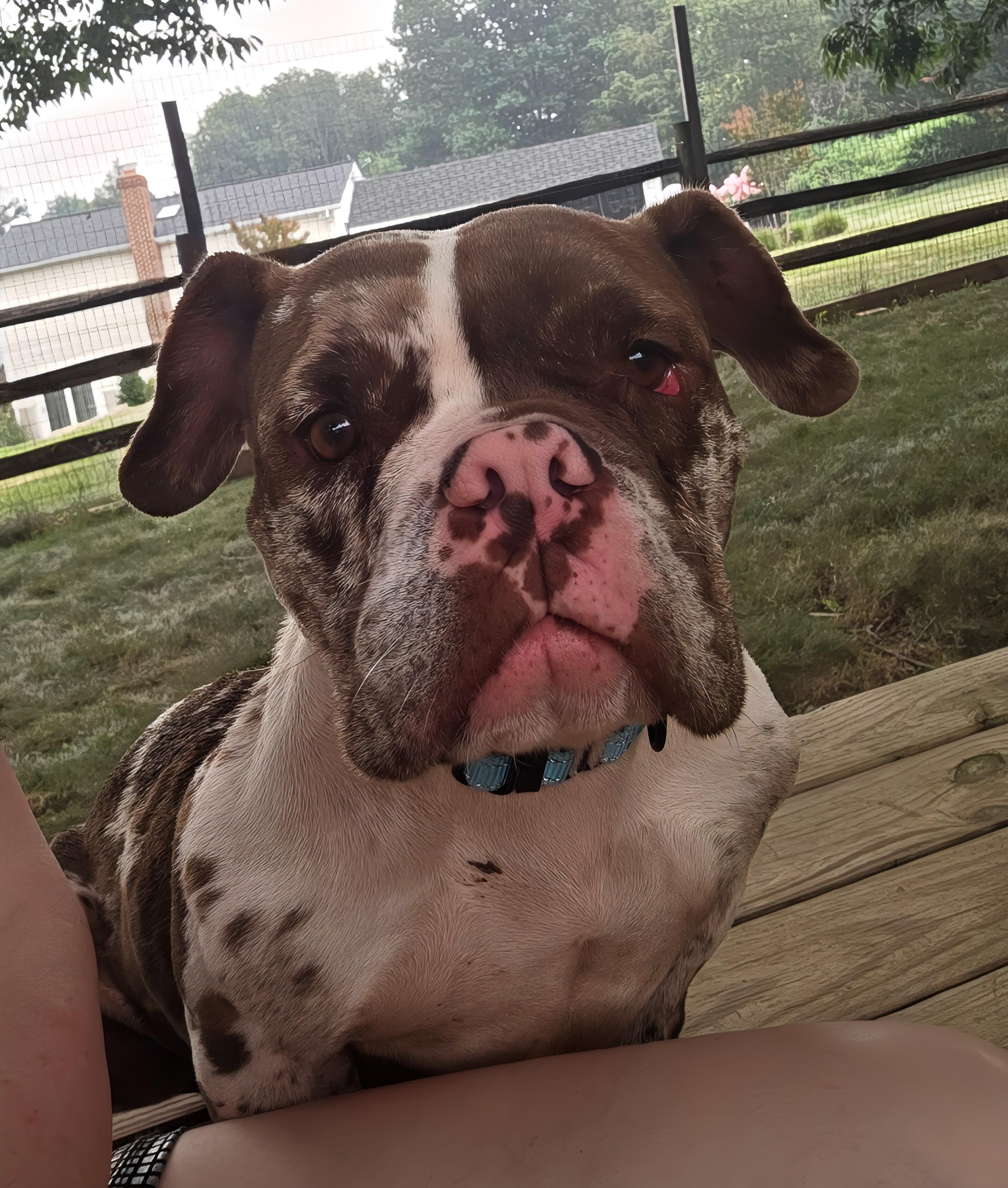 Coco, ADOPTABLE, Young Female Bulldog.