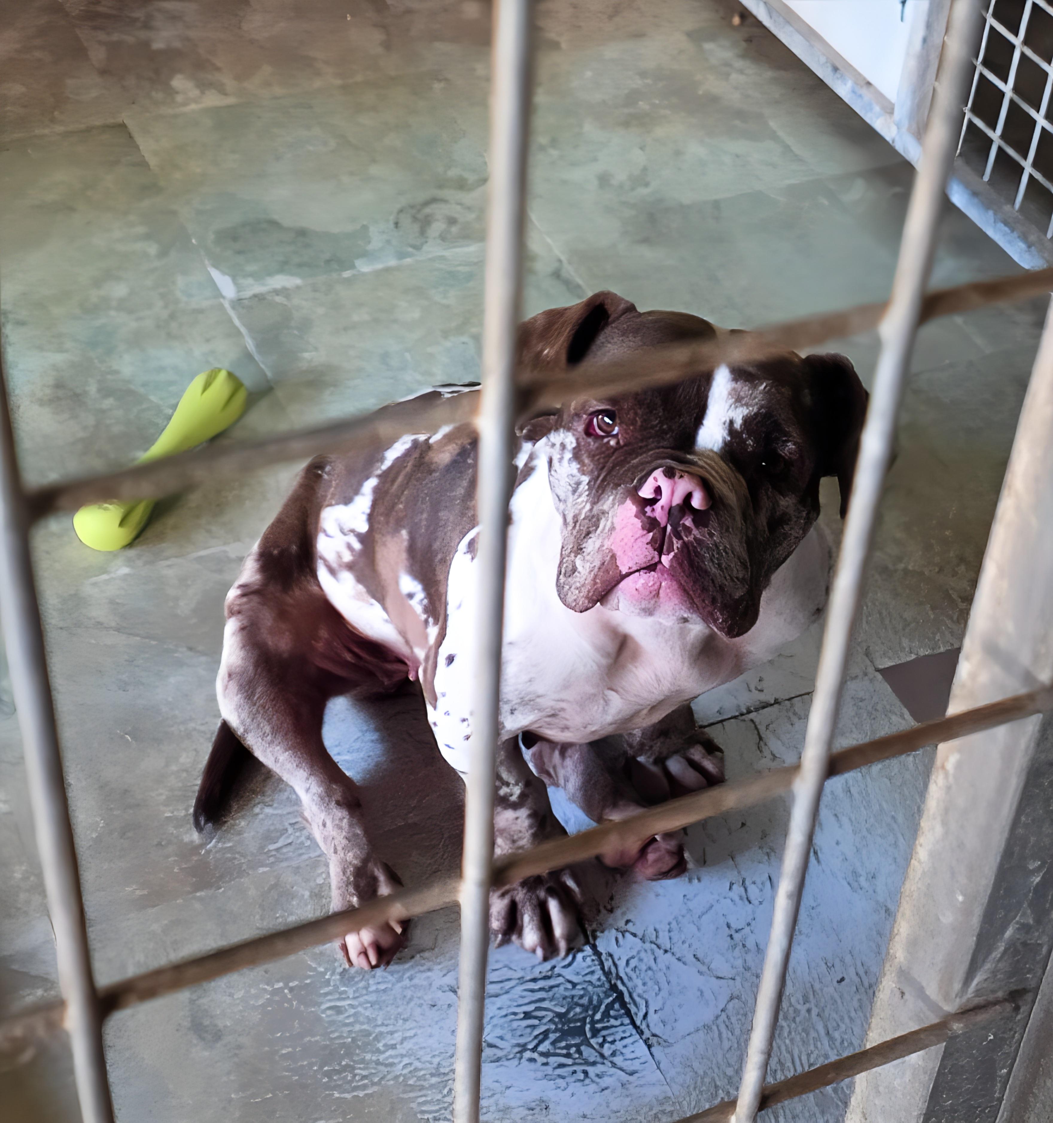 Enlarge Coco, a ADOPTABLE Bulldog in Westminster, MD image 6/6