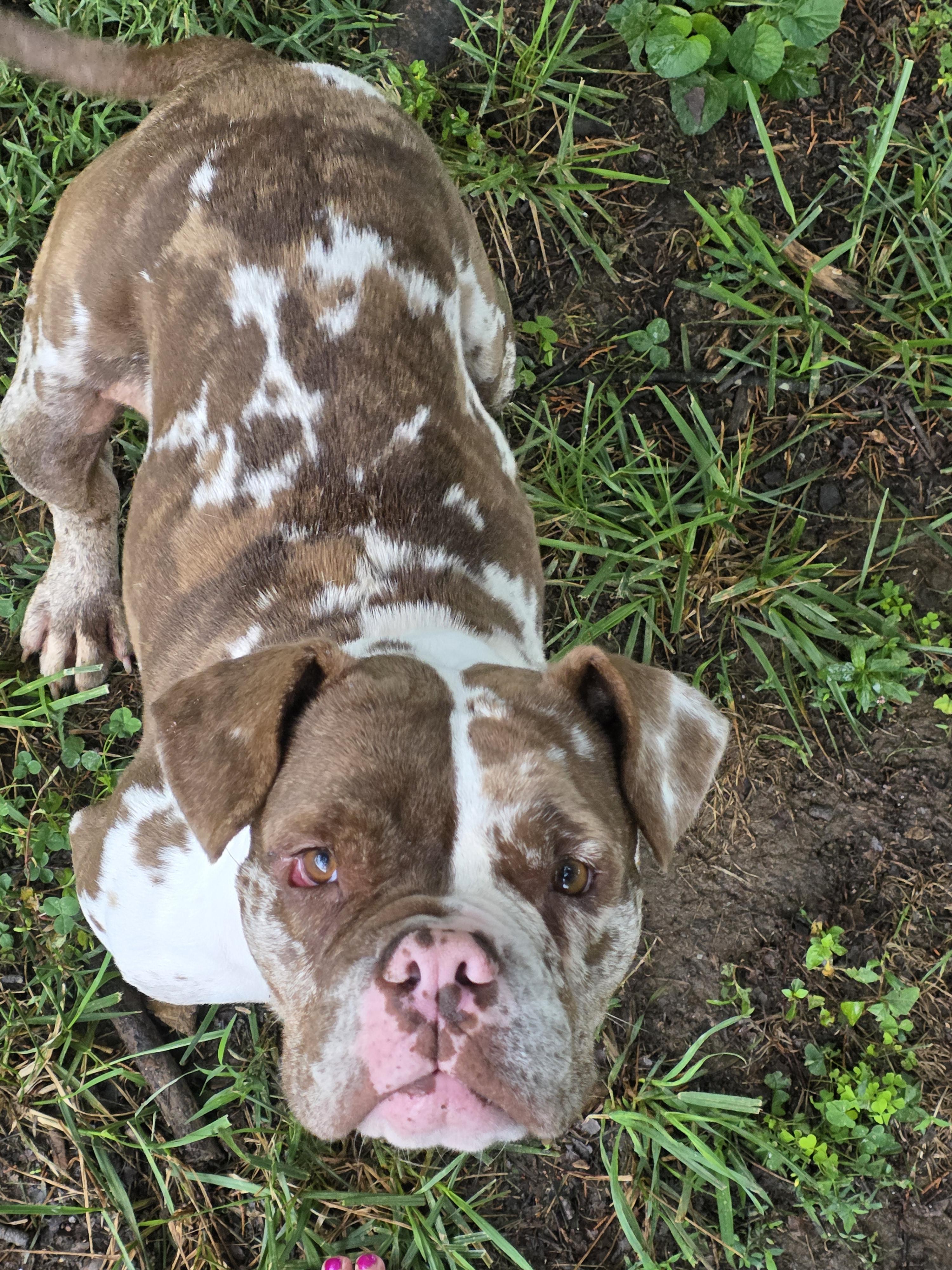 Enlarge Coco, a ADOPTABLE Bulldog in Westminster, MD image 2/6