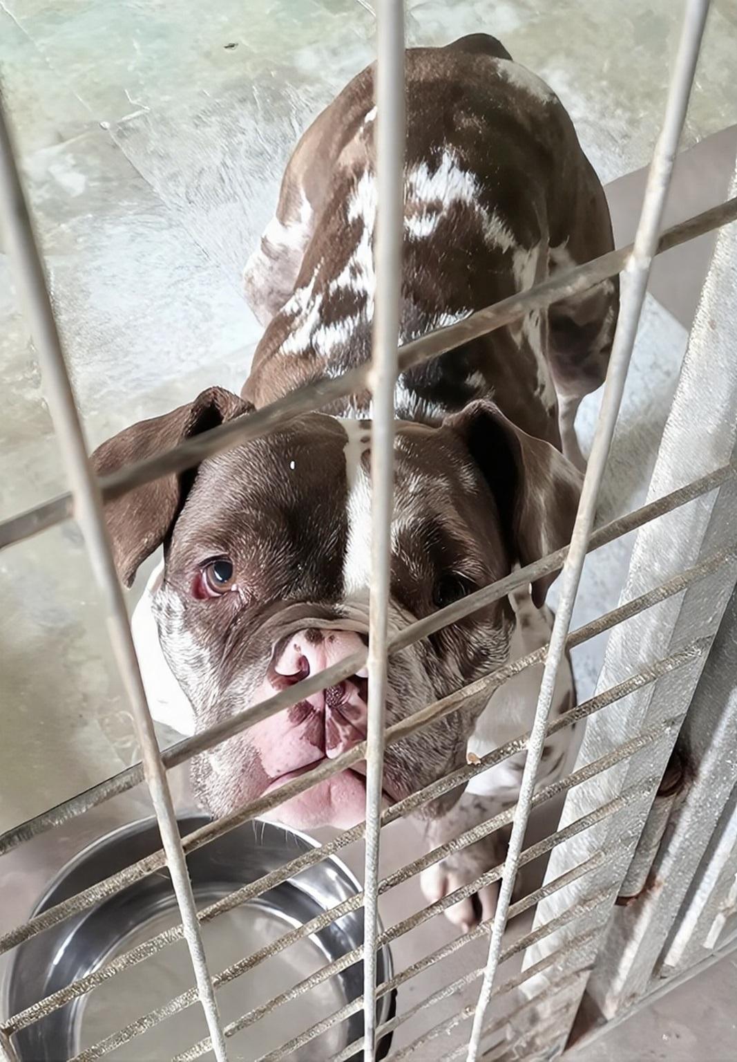 Enlarge Coco, a ADOPTABLE Bulldog in Westminster, MD image 3/6