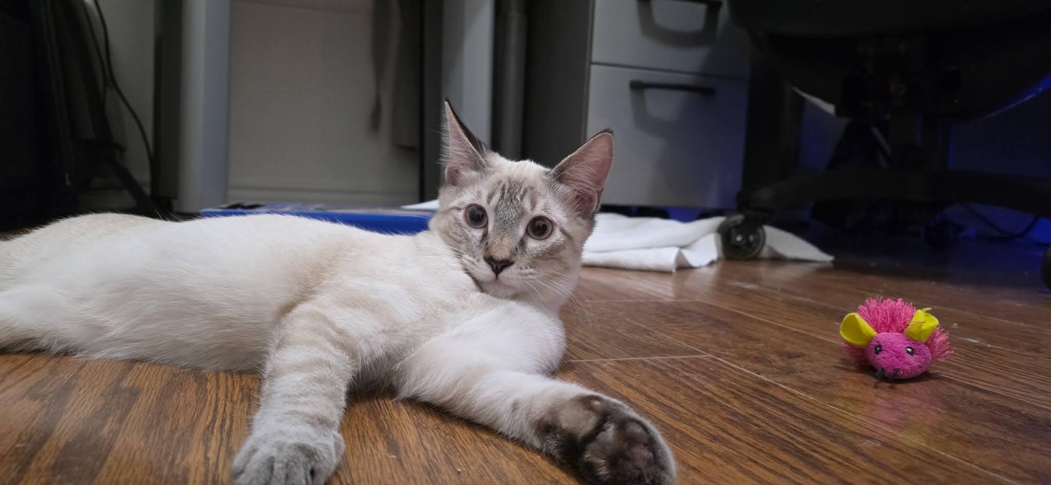 Enlarge Marlow, a Adoptable Domestic Short Hair in Arlington, TX image 3/3