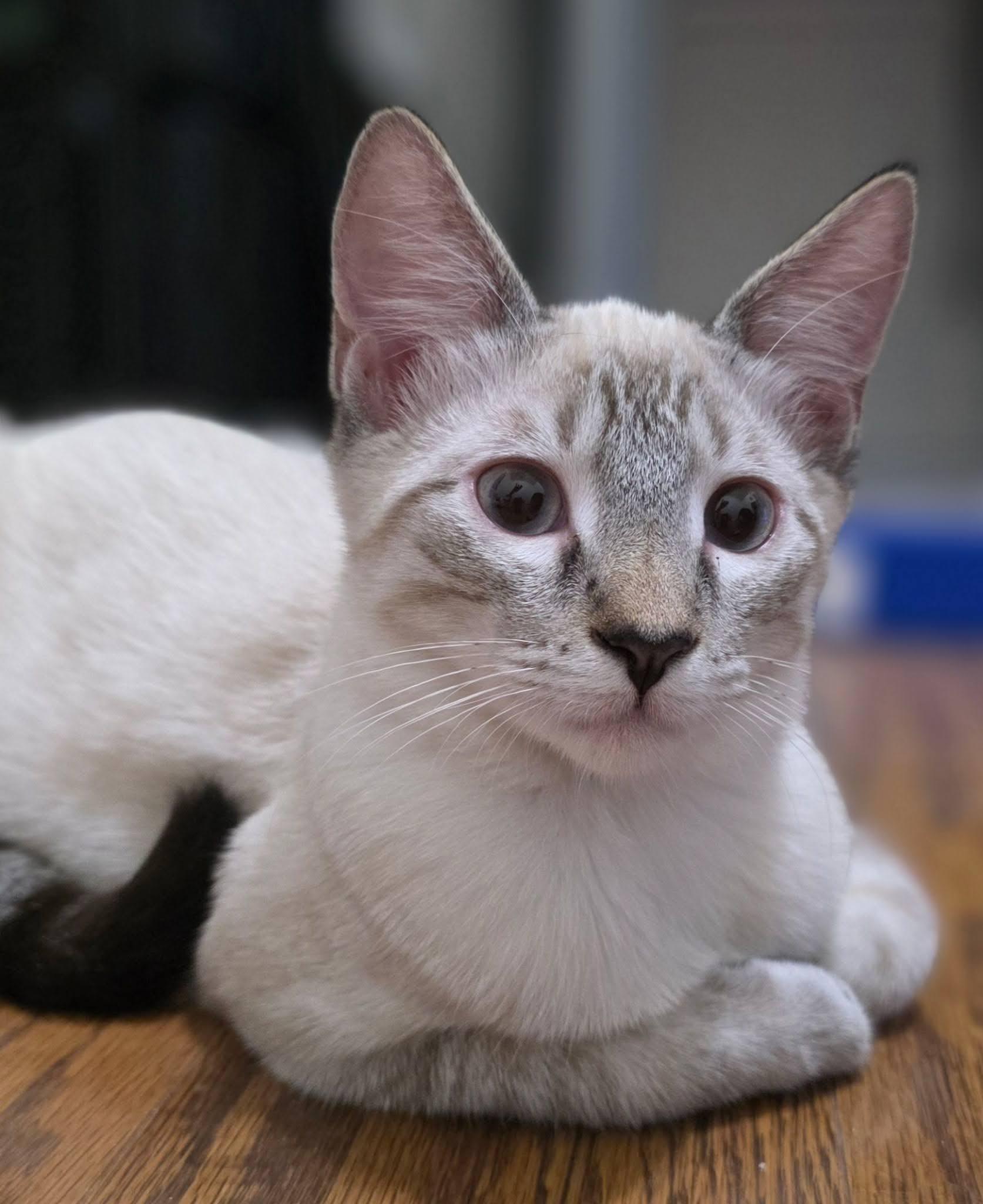 Enlarge Marlow, a Adoptable Domestic Short Hair in Arlington, TX image 2/3