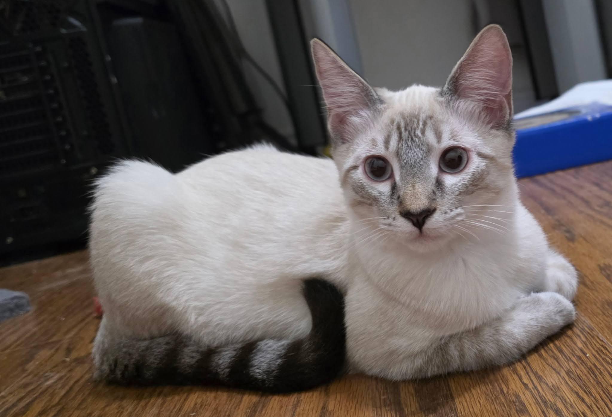 Marlow, Adoptable, Kitten Male Domestic Short Hair.
