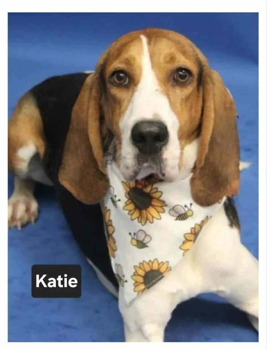 Katie Charles, a Adoptable Treeing Walker Coonhound in Waldorf, MD image 1/3