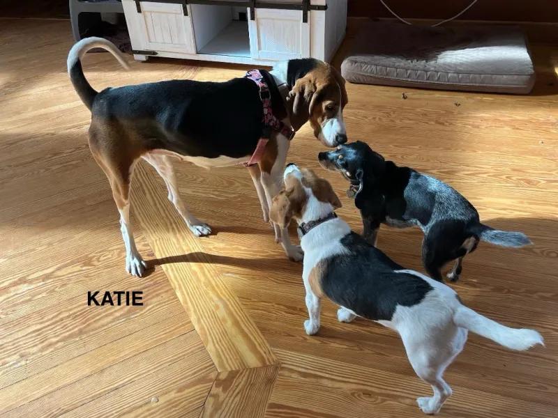 Katie Charles, a Adoptable Treeing Walker Coonhound in Waldorf, MD image 2/3