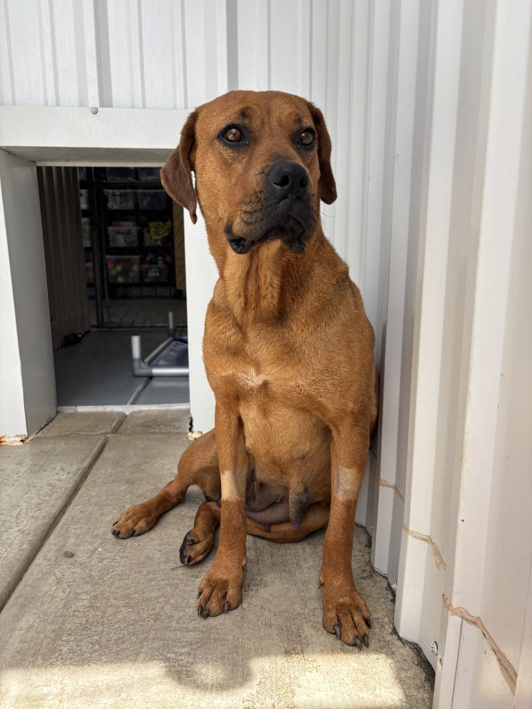 Enlarge Faline, a Adoptable mixed breed in Moriarty, NM image 1/4