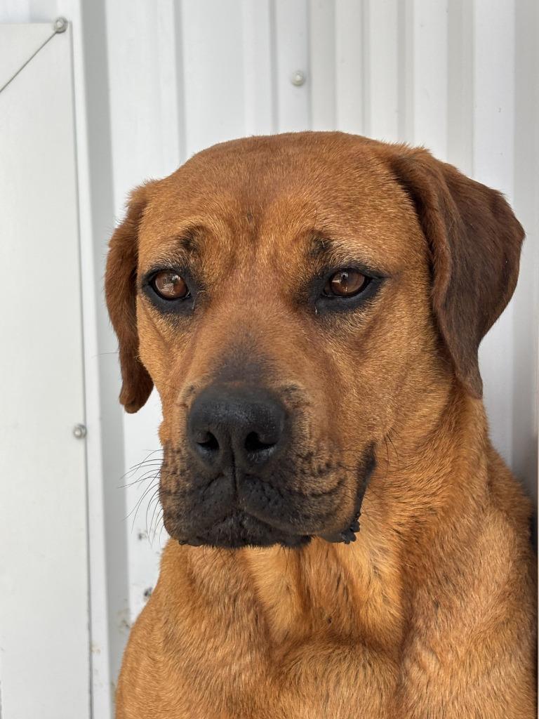 Enlarge Faline, a Adoptable mixed breed in Moriarty, NM image 2/4