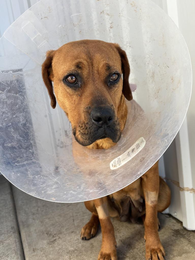 Enlarge Faline, a Adoptable mixed breed in Moriarty, NM image 3/4