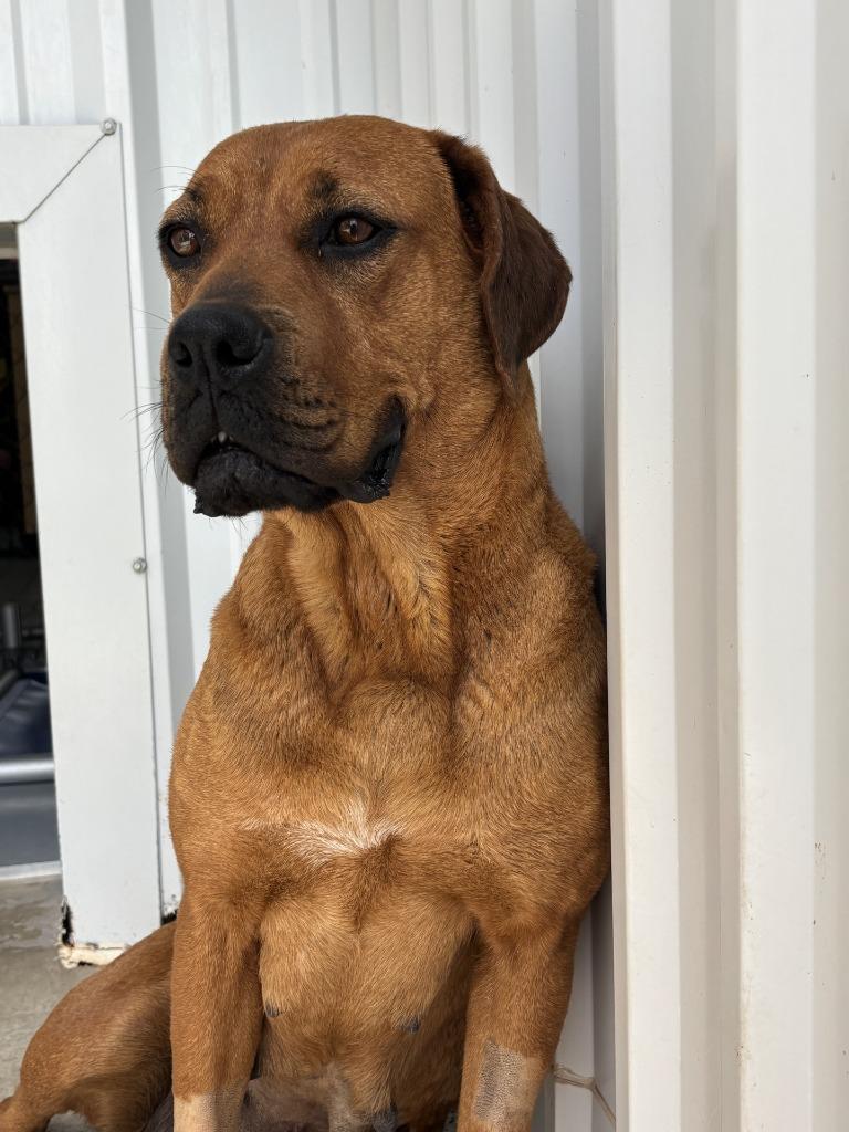 Enlarge Faline, a Adoptable mixed breed in Moriarty, NM image 4/4