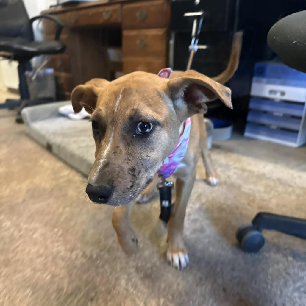 Elsi, a Adoptable mixed breed in Saugerties, NY image 1/6