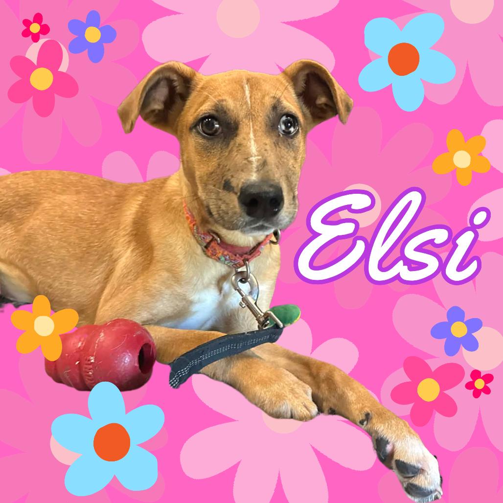 Elsi, a Adoptable mixed breed in Saugerties, NY image 2/6