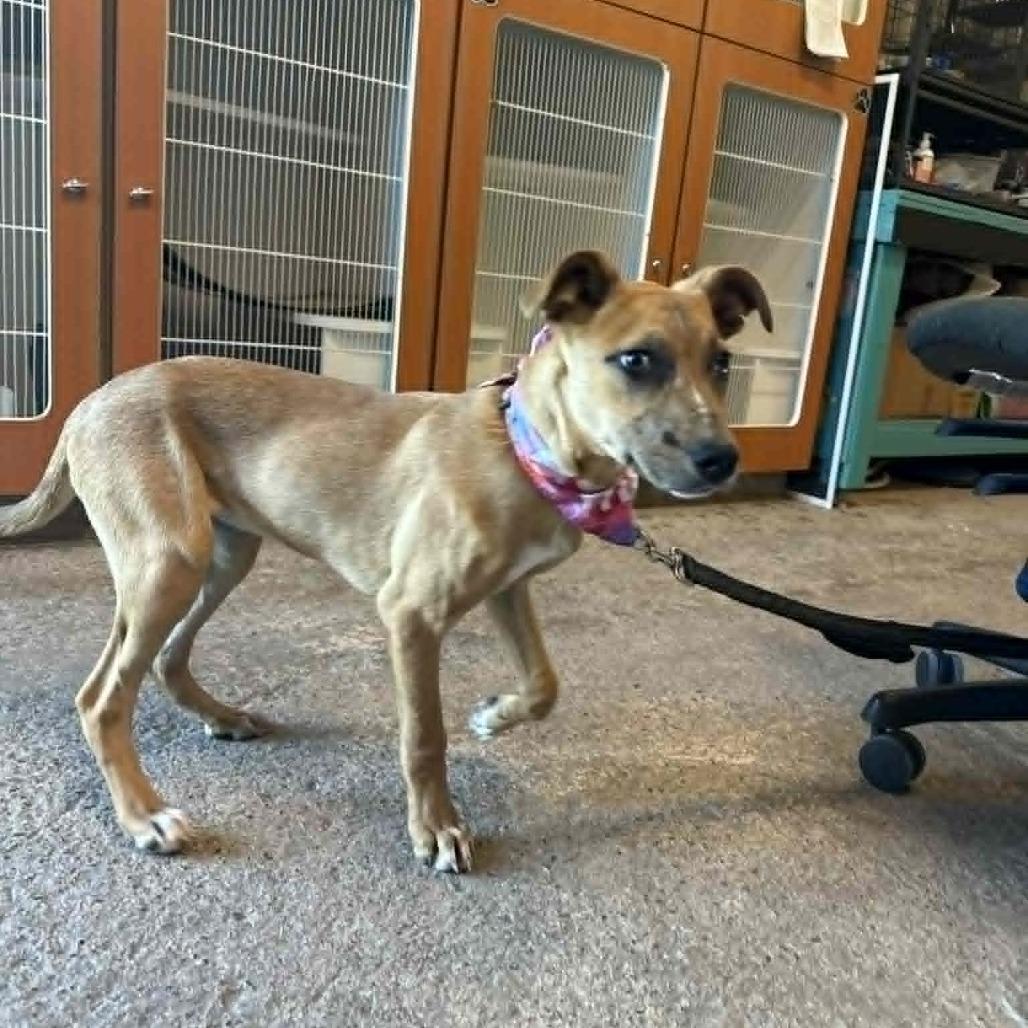 Elsi, Adoptable, Young Female Mountain Cur & Shepherd.