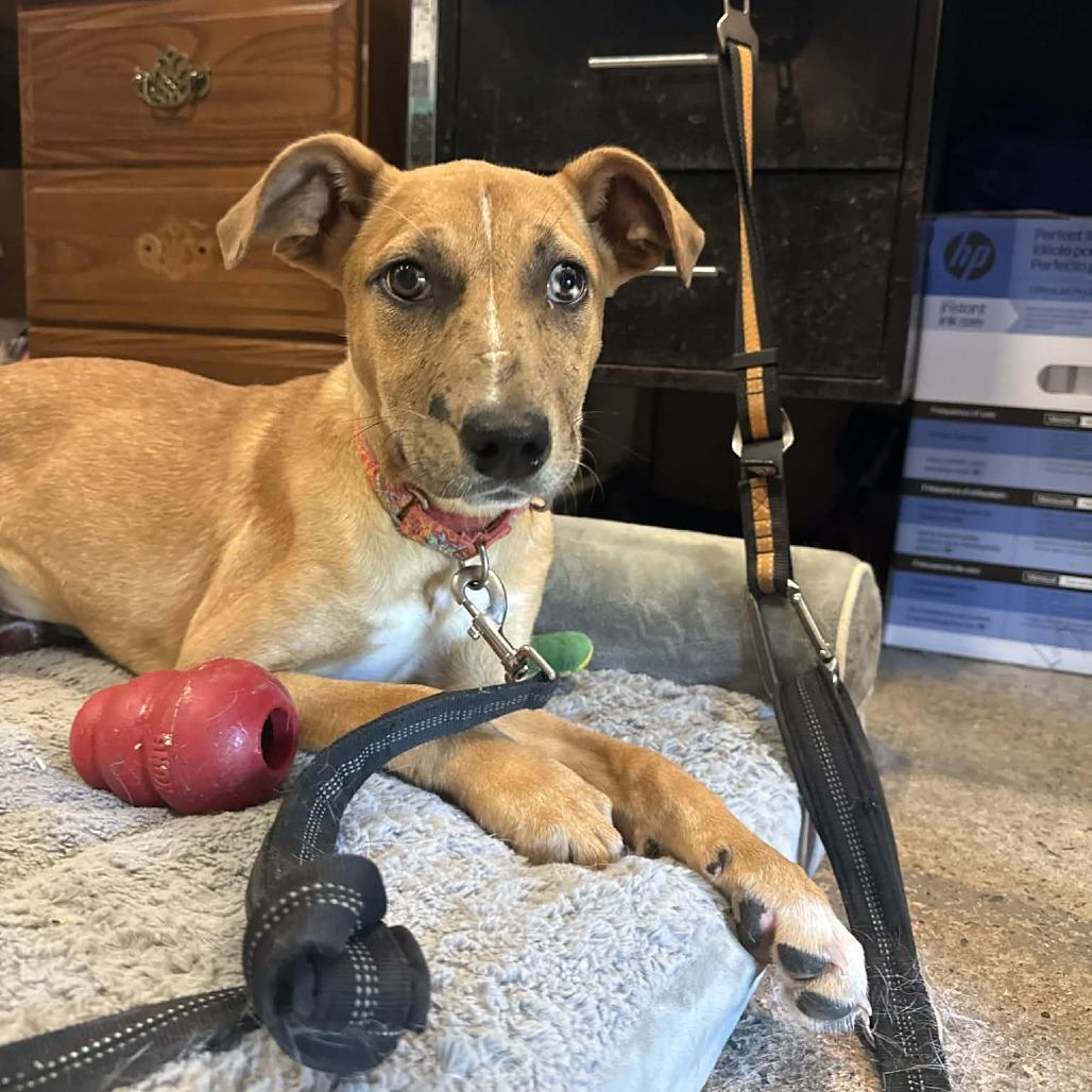 Elsi, a Adoptable mixed breed in Saugerties, NY image 5/6