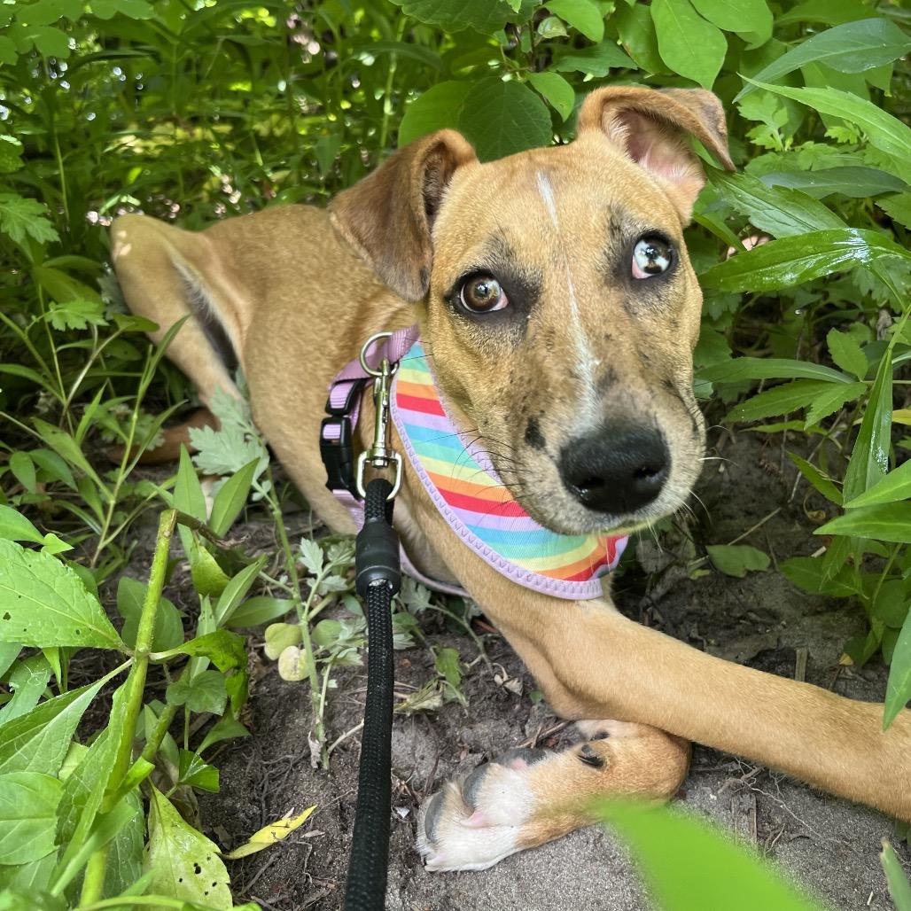 Enlarge Elsi, a Adoptable mixed breed in Saugerties, NY image 4/6