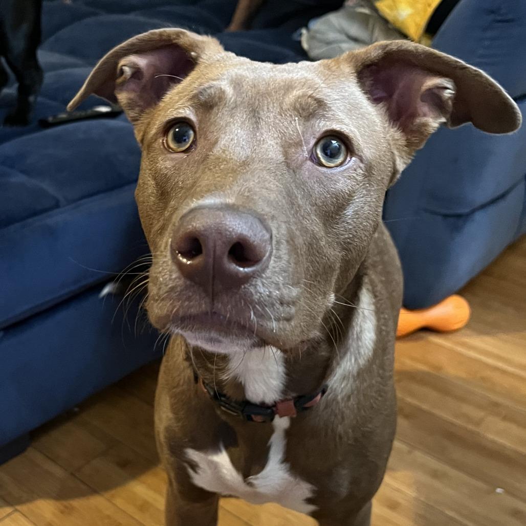 Caroline, Adoptable, Young Female Pit Bull Terrier.